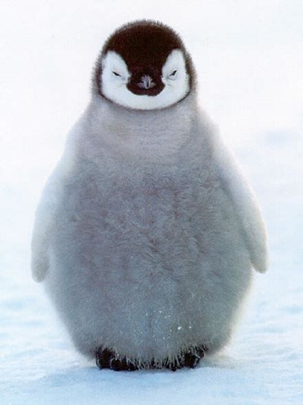 Funny Animals: Cute Baby Penguins