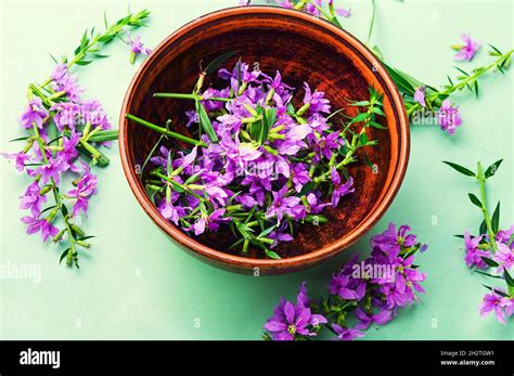 Ivan Tea In A Clay Bowl Blooming Willow Herb In Herbal Medicine Stock