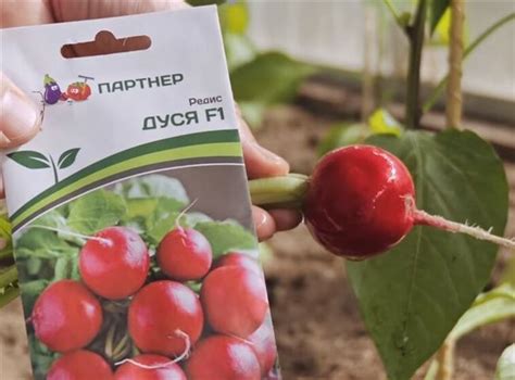 Редис «Дуся» — описание, фото и характеристики сорта