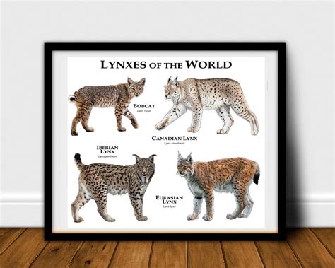 Lynx Of The World Poster Print Etsy