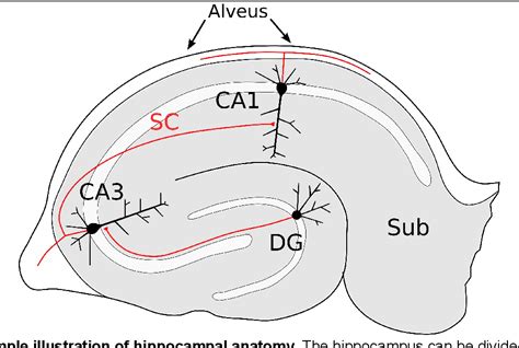 Figure From Short Term Activity Dependent Changes In Schaffer