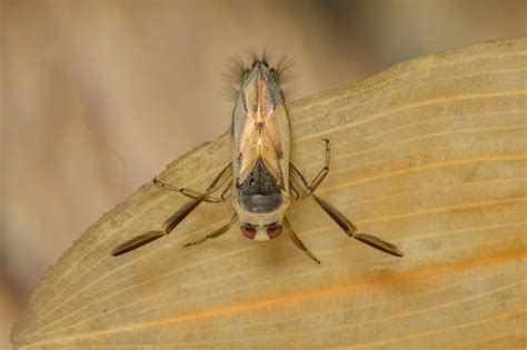 Tadpole Shrimp - Species Directory - Freshwater Habitats Trust