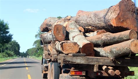 Critican norma de UE contra deforestación por no basarse en ciencia