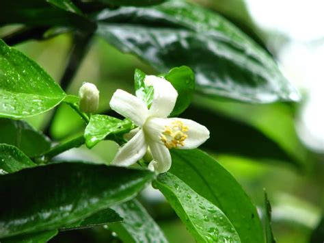 Gard Nia Floraison Arrosage Et Conseils D Entretien Jardin Au Naturel