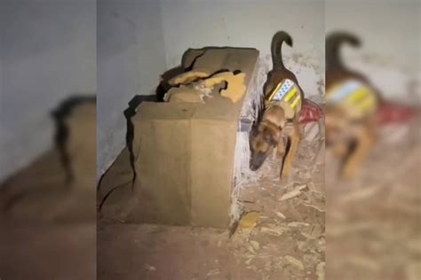 Cadela Policial Izzy Encontra 1 5kg De Drogas Em Casa Abandonada No DF