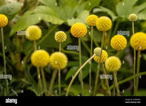 Yellow Spherical Flowers Of Craspedia Globosa Commonly Known As Billy