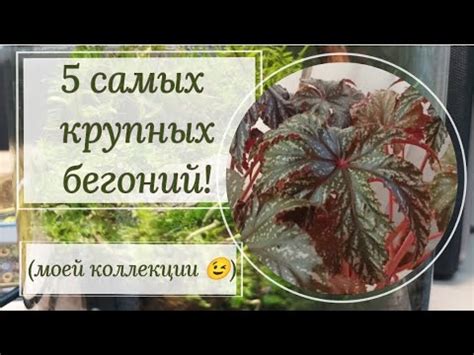 Топ- 5 самых крупных бегоний! 🐘🐘🐘 - YouTube