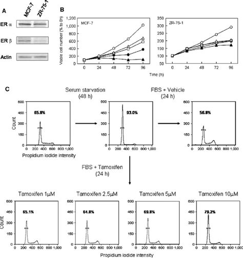 Tamoxifen Induced Cell Cycle Arrest And Apoptosis In Breast Cancer