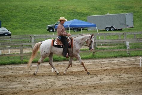 Western Dressage. Www.vaquerotrainingcenter.com | Dressage horses, Dressage, Horses