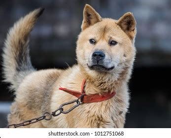 Portrait Chinese Rural Dog Stock Photo 1012751071 | Shutterstock