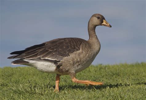 Greater White-fronted Goose | San Diego Bird Spot