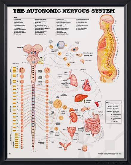 Autonomic Nervous System Chart Poster 02 Autonomic Nervous System