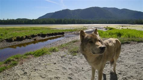 Island Of The Sea Wolves Highlights Canada S Wildlife POV Magazine