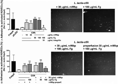 Both fibrinogen (Fg) and von Willebrand factor-binding protein (vWbp ... 