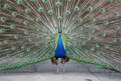 Screaming Peacock Stock Image Image Of Advances Bird 874487