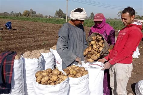 بدء جني محصول البطاطس العروة النيلية في المنيا صور المصري اليوم