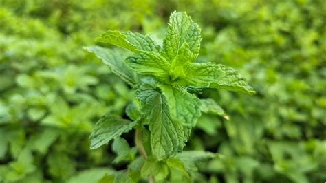 Menta Mentha Spicata Propiedades Y Beneficios Naturvall