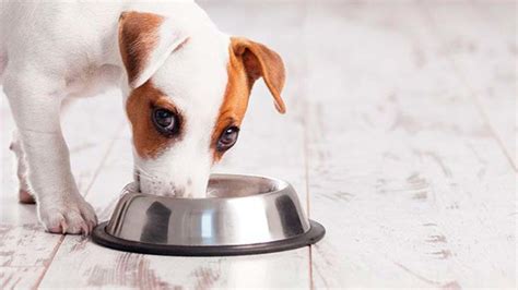 Que Golosinas Puede Comer Un Perro Diabetico