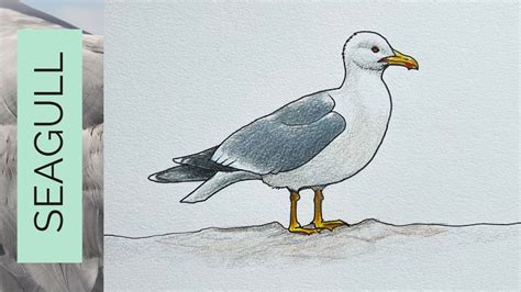 How To Draw A Seagull Easy Step By Step Youtube