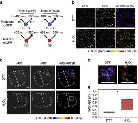 In Vivo Measurements Of The Redox Status Of Cytosolic Glutathione Pair