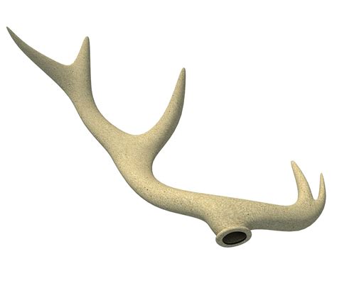 3d Deer Antler Model Turbosquid 1177720