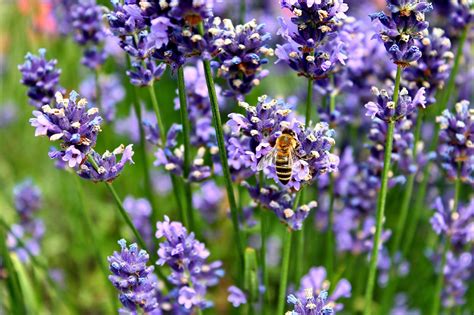 Lawenda wąskolistna Lavandula angustifolia opis wygląd wymagania