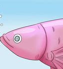 How To Determine The Sex Of A Betta Fish Steps With Pictures