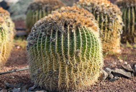 Echinocactus Grusonii Popularly Known As The Golden Barrel Cactus