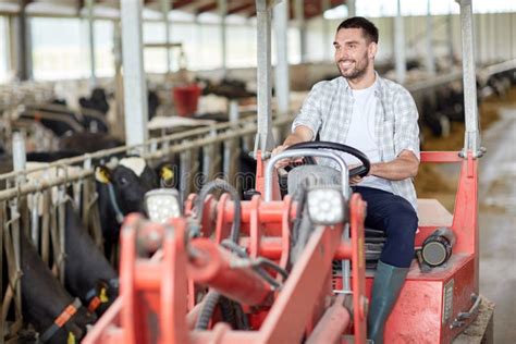 Man Or Farmer Driving Tractor At Farm Stock Photo Image Of Herd