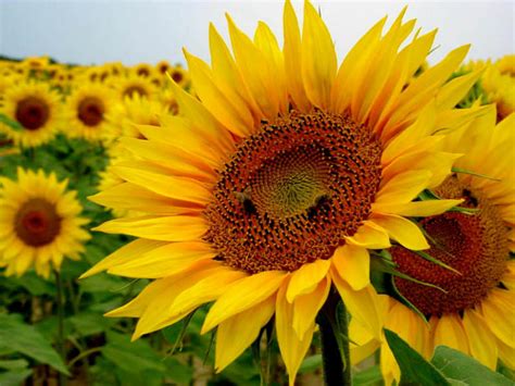 Helianthus annuus (Sunflower) | World of Flowering Plants