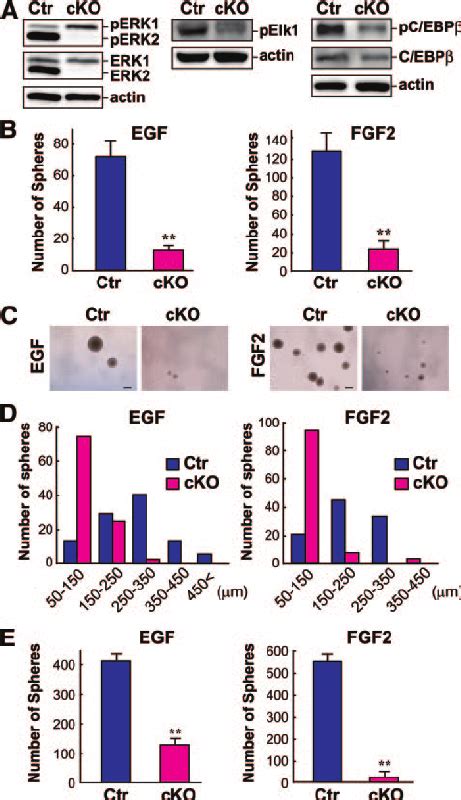 Characterization of extracellular signal-regulated kinase 2 ... 