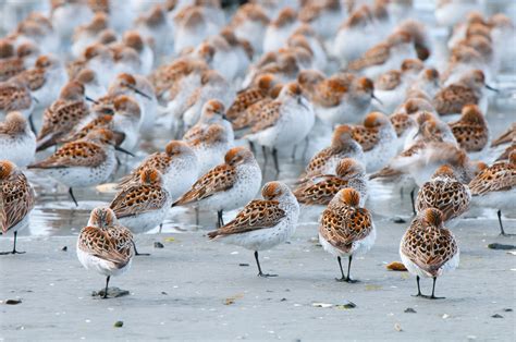 The Verge Review Of Animals Sandpipers The Verge