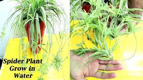 How To Grow Spider Plant In Water Very Easily Spider Plant Pups