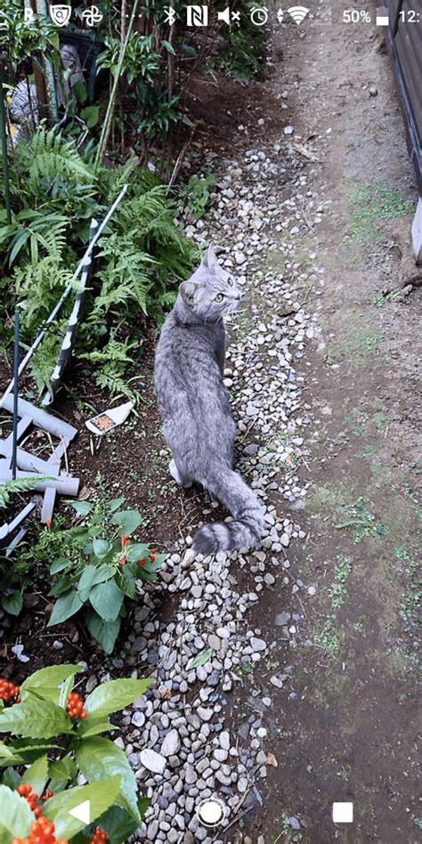 譲渡してすぐに脱走してしまった薄いグレーのまだら模様の猫を探しています