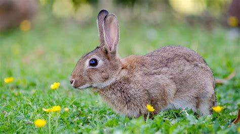 Download Light Black Cute Bunny Picture | Wallpapers.com 