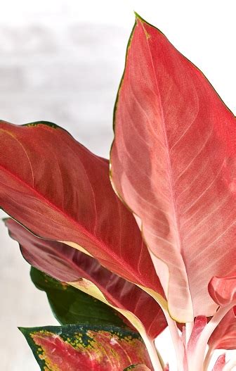 Aglaonema Odmiany Piel Gnacja Encyklopedia Ro Lin