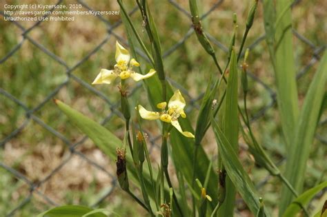 Plantfiles Pictures Yellow Walking Iris Trimezia Martinicensis By Terriflorida