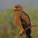 Indian Spotted Eagle Clanga Hastata Photo Call And Song