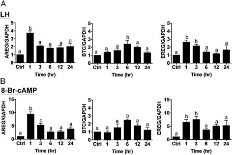 LH Upregulates AREG BTC And EREG MRNA Levels In SVOG Cells A SVOG