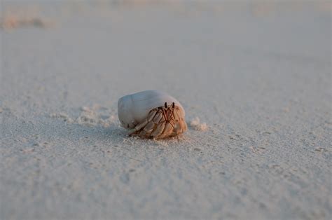 Kepiting Pantai Pasir Foto Gratis Di Pixabay Pixabay