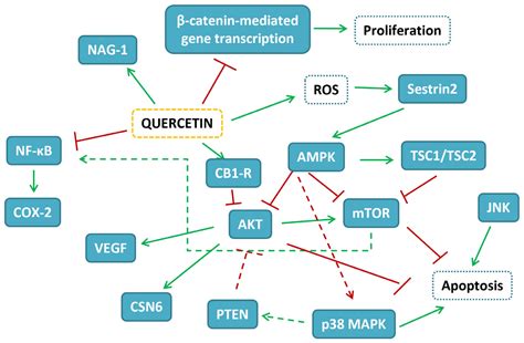 Ijms Free Full Text Targets Involved In The Anti Cancer Activity Of