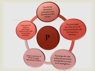 Metabolismo Del Fosforo PPT