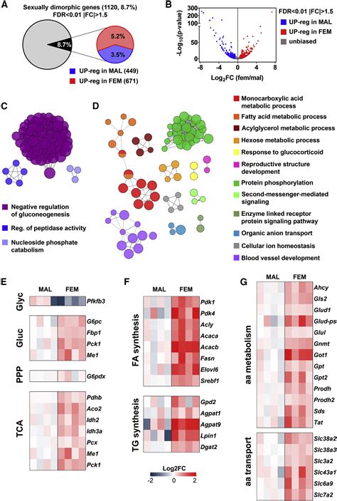 Short Term Fasting Reveals Amino Acid Metabolism As A Major Sex Discriminating Factor In The