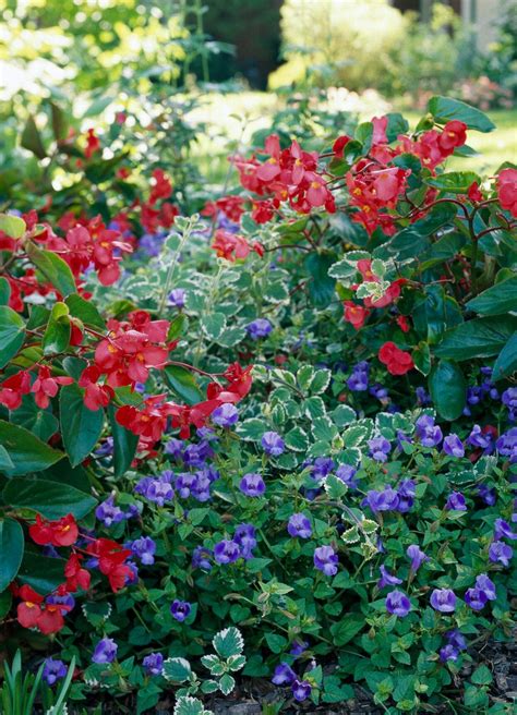 17 Colorful Annual Flower Combinations to Add to Your Garden | Annual