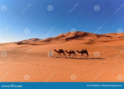 Berber Man Leading Camel Caravan In Erg Chebbi Sand Dunes In Sahara