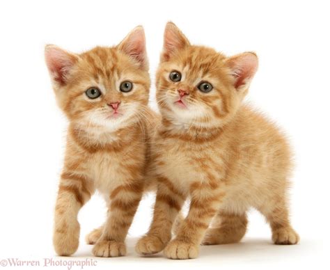 Ginger kittens photo WP34244