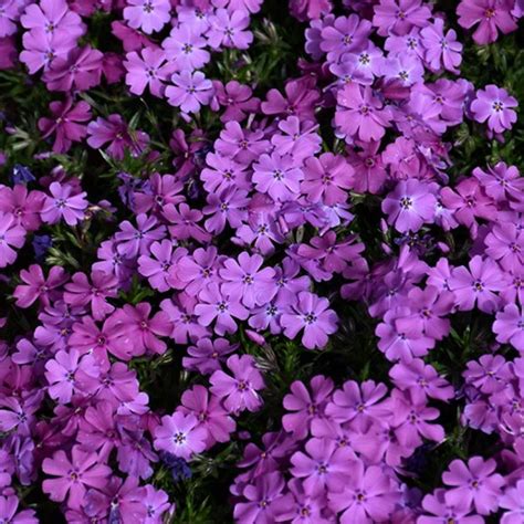 Phlox Creeping Spring Purple 1 Ted Lare Design And Build