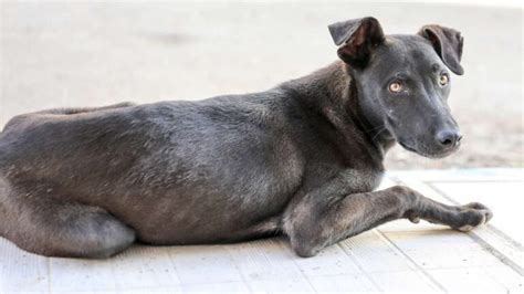 Mi perro está muy delgado y no engorda causas y soluciones Todo Engorda