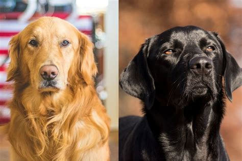 Golden Retriever Vs. Labrador Retriever