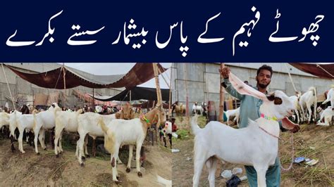 Lyari Bakra Piri Ke Sastey Bakre Liyari Bakra Mandi 2023 Update